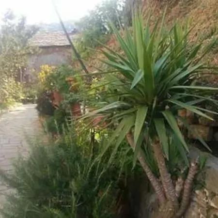 Xrysanthi's Dream House