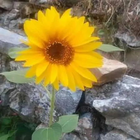 Holiday home Xrysanthi's Dream House