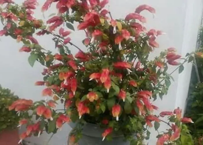 Xrysanthi's Dream House Case de vacanță *