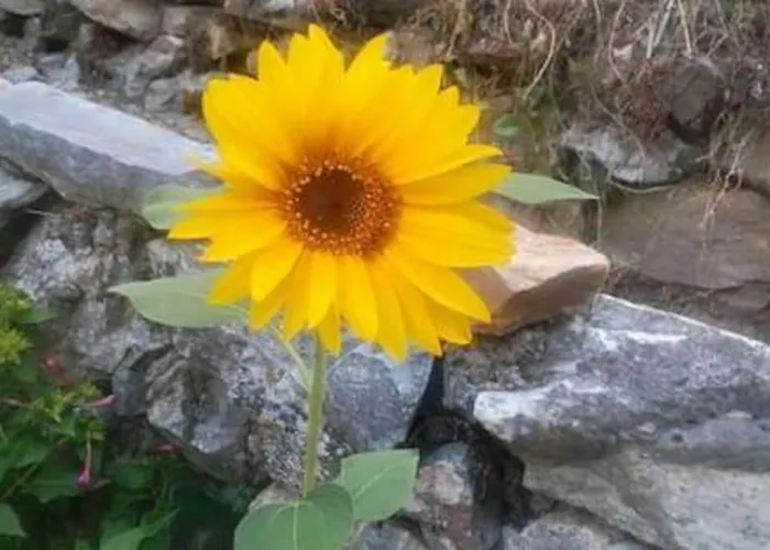 Case de vacanță Xrysanthi's Dream House